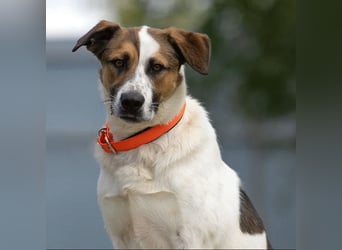 Verspielter Mario sucht aktives Zuhause