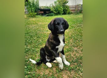 Prince - sucht sein Königreich!