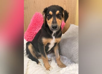 Hannah - sucht souveräne Menschen!