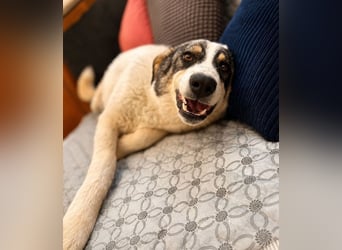 Ella - sucht ihr eigenes Körbchen!