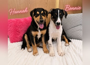 Hannah - sucht souveräne Menschen!