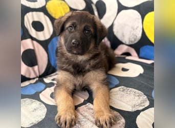 Spike - kleines Überraschungspaket!