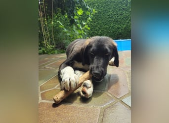 Prince - sucht sein Königreich!