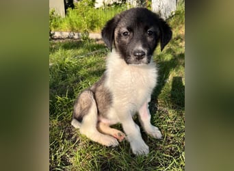 Dora - sucht ihre Herzensmenschen!