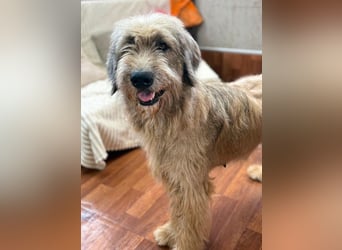 Kira - große Lady sucht Zuhause!