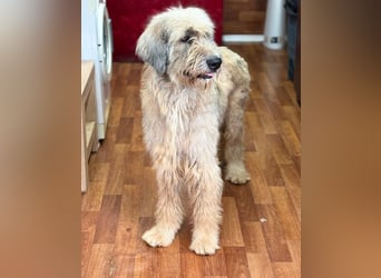 Kira - große Lady sucht Zuhause!