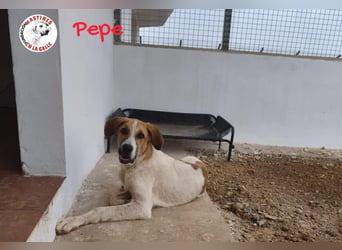 Pepe