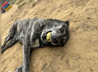 Loba