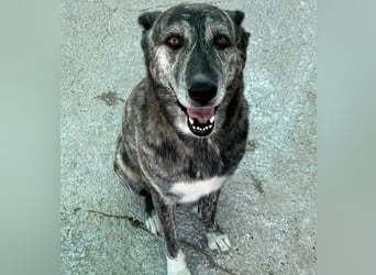Loba