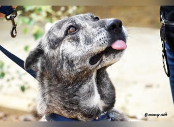 Loba