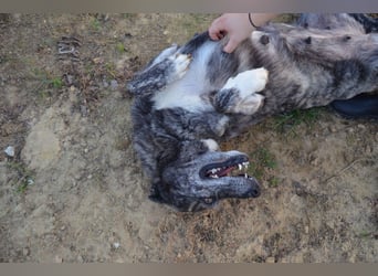 Loba