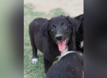 Monty, geb. ca. 05/2024, lebt in GRIECHENLAND, auf einer privaten Pflegestelle