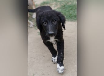 Monty, geb. ca. 05/2024, lebt in GRIECHENLAND, auf einer privaten Pflegestelle