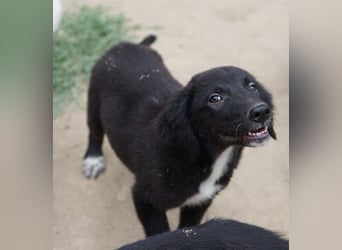 Monty, geb. ca. 05/2024, lebt in GRIECHENLAND, auf einer privaten Pflegestelle