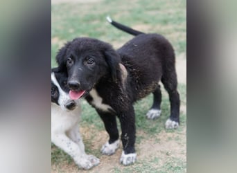 Monty, geb. ca. 05/2024, lebt in GRIECHENLAND, auf einer privaten Pflegestelle