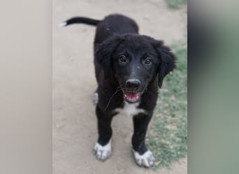 Monty, geb. ca. 05/2024, lebt in GRIECHENLAND, auf einer privaten Pflegestelle