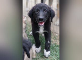 Monty, geb. ca. 05/2024, lebt in GRIECHENLAND, auf einer privaten Pflegestelle