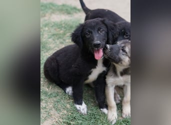 Monty, geb. ca. 05/2024, lebt in GRIECHENLAND, auf einer privaten Pflegestelle