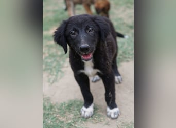 Monty, geb. ca. 05/2024, lebt in GRIECHENLAND, auf einer privaten Pflegestelle