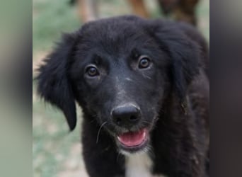 Monty, geb. ca. 05/2024, lebt in GRIECHENLAND, auf einer privaten Pflegestelle