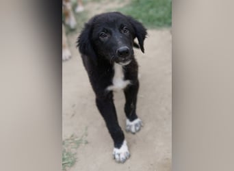 Monty, geb. ca. 05/2024, lebt in GRIECHENLAND, auf einer privaten Pflegestelle