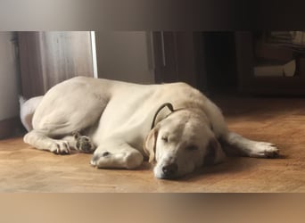 Liebenswerter NEO sucht liebevolle Familie