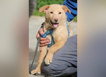 Sam wünscht sich ein eigenes Körbchen