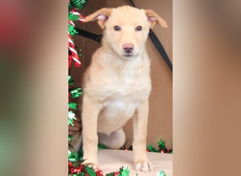 Sam wünscht sich ein eigenes Körbchen