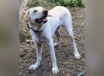 Liebenswerter NEO sucht liebevolle Familie