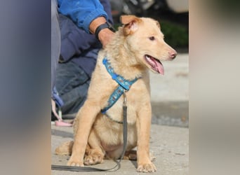 Sam wünscht sich ein eigenes Körbchen