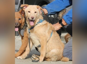 Sam wünscht sich ein eigenes Körbchen