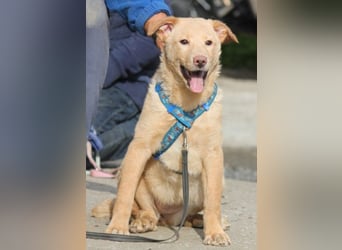 Sam wünscht sich ein eigenes Körbchen