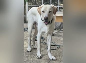 Liebenswerter NEO sucht liebevolle Familie
