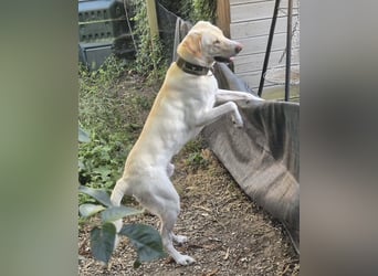 Liebenswerter NEO sucht liebevolle Familie
