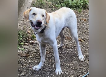 Liebenswerter NEO sucht liebevolle Familie