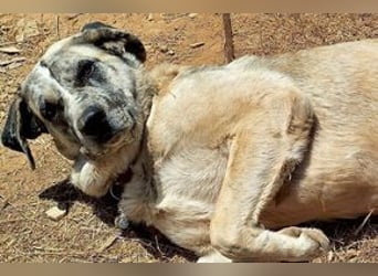 Bijou, ein überaus freundlicher Wachhund