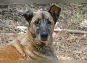 Tanija, eine von vier Hunden, die dringend ein neues Zuhause benötigen