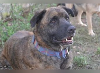 Emile und seine Hundefreunde suchen dringend eine liebevolle neue Bleibe