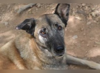 Tanija, eine von vier Hunden, die dringend ein neues Zuhause benötigen