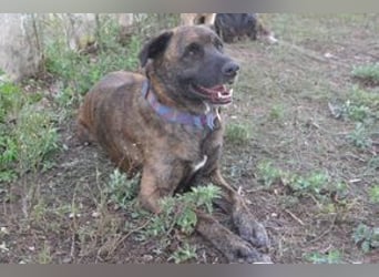 Emile und seine Hundefreunde suchen dringend eine liebevolle neue Bleibe