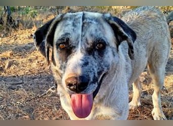 Bijou, ein überaus freundlicher Wachhund
