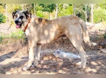 Bijou, ein überaus freundlicher Wachhund