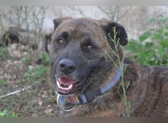 Emile und seine Hundefreunde suchen dringend eine liebevolle neue Bleibe