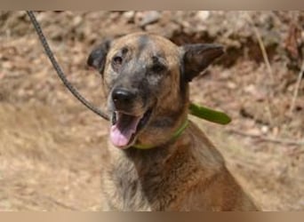 Tanija, eine von vier Hunden, die dringend ein neues Zuhause benötigen