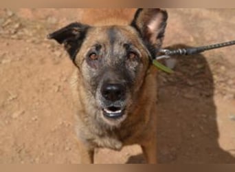 Tanija, eine von vier Hunden, die dringend ein neues Zuhause benötigen