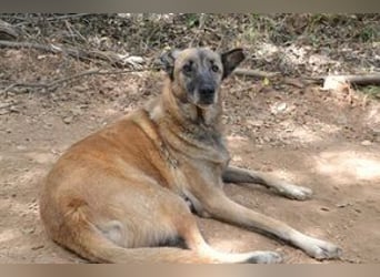 Tanija, eine von vier Hunden, die dringend ein neues Zuhause benötigen