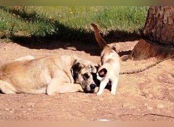 Bijou, ein überaus freundlicher Wachhund