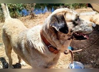 Bijou, ein überaus freundlicher Wachhund