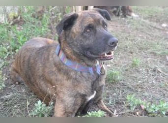 Emile und seine Hundefreunde suchen dringend eine liebevolle neue Bleibe