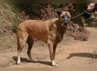 Tanija, eine von vier Hunden, die dringend ein neues Zuhause benötigen